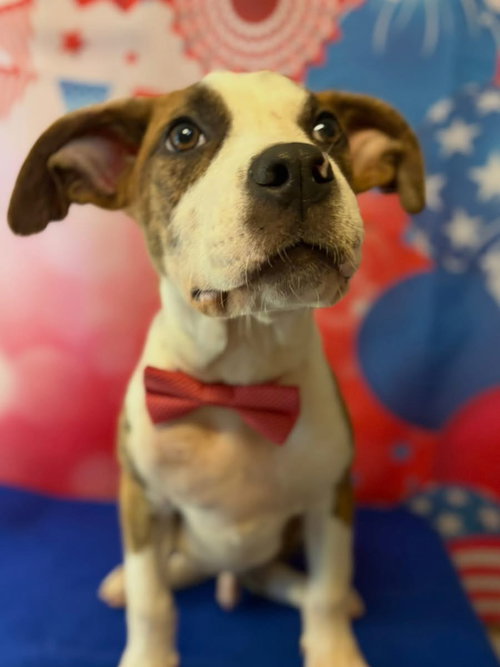 Wilbur