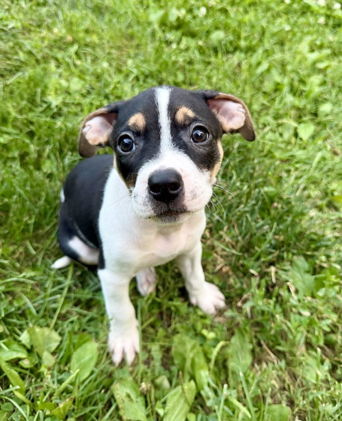 Savanna, an adoptable Pit Bull Terrier in Hillsboro, MO