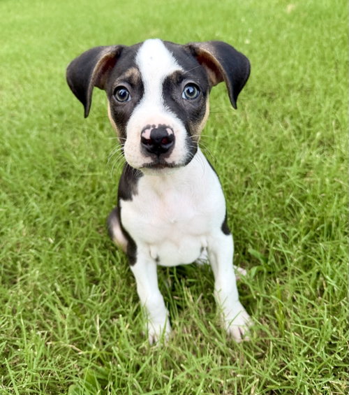 Phoenix, an adoptable Pit Bull Terrier in Hillsboro, MO