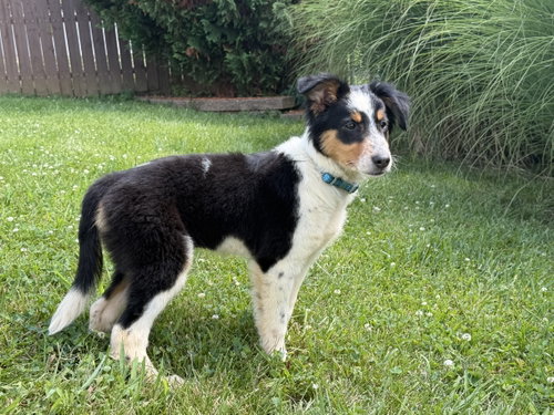 Millie, an adoptable Australian Shepherd in Hillsboro, MO