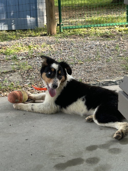 Millie photo 2