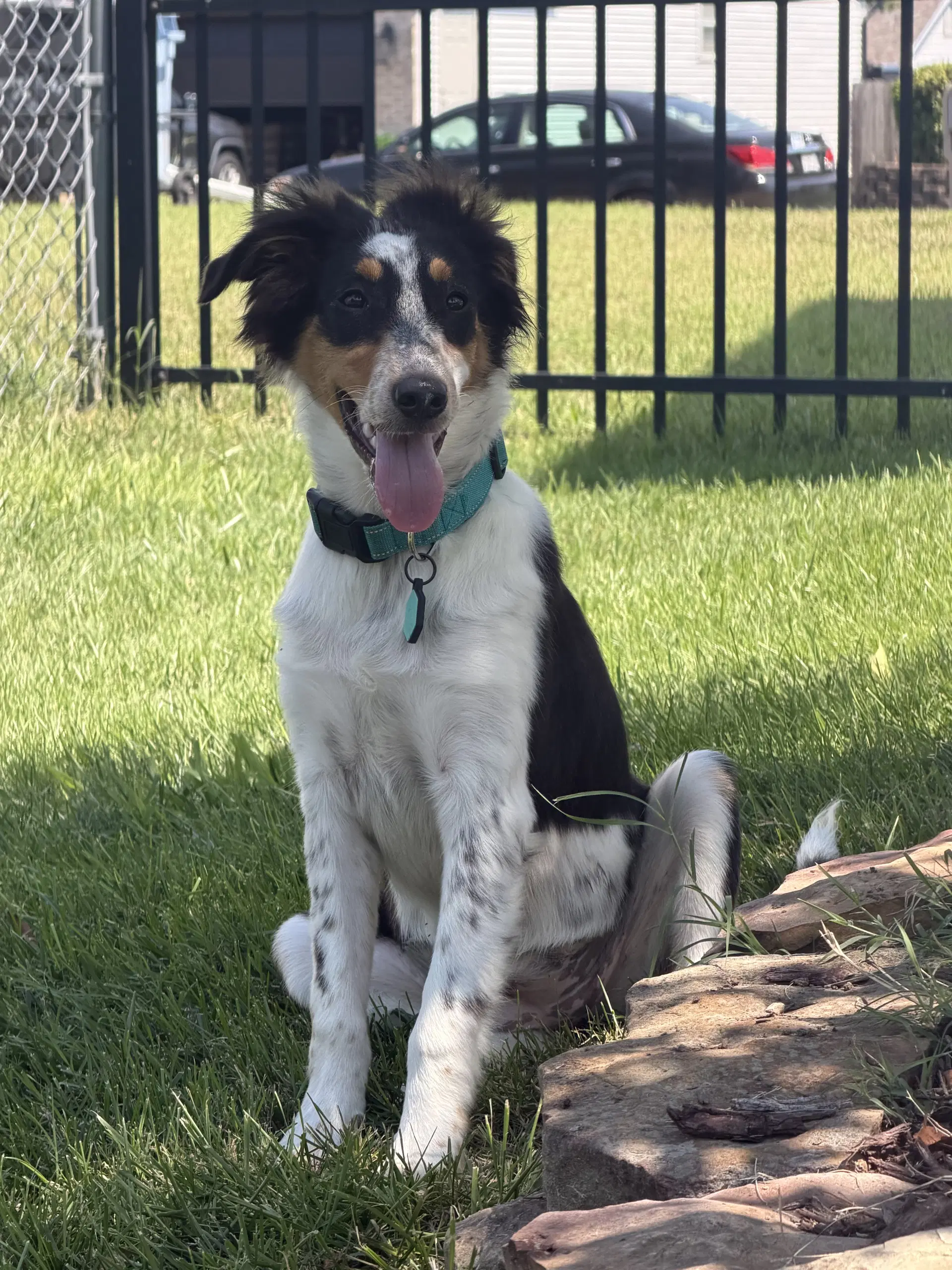 Millie - Australian Shepherd