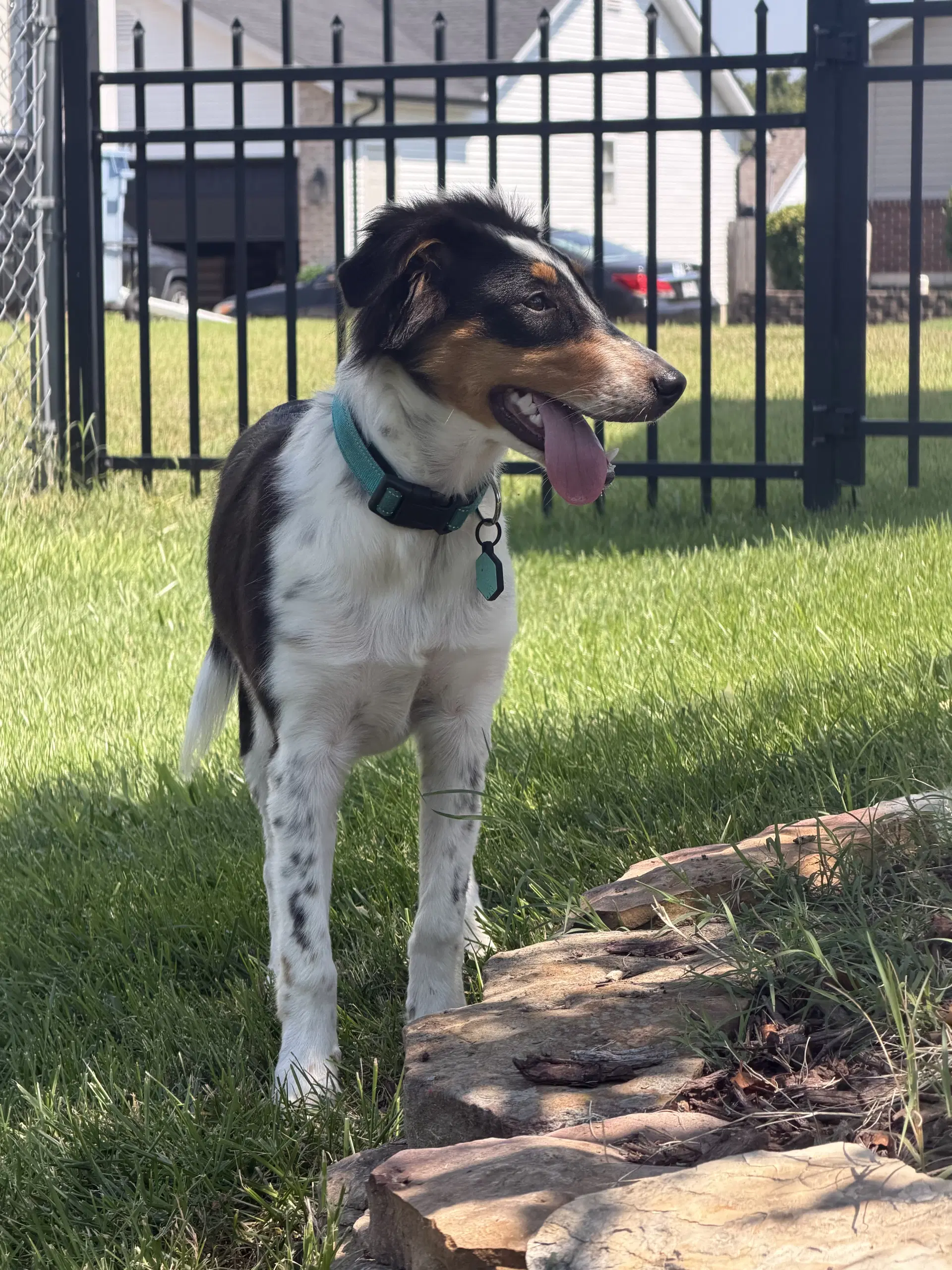 Millie image 2