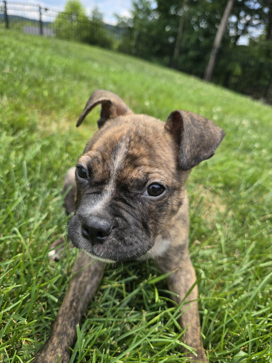 Baxter