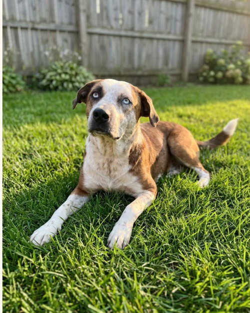 Piper