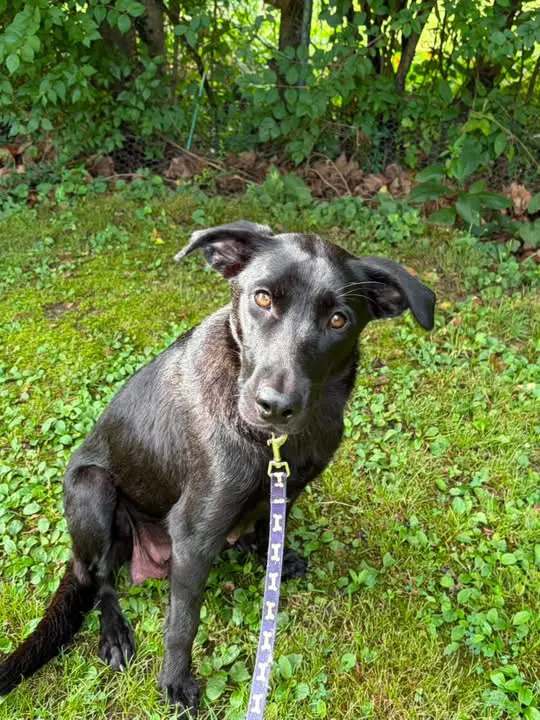 Marcie - Labrador Retriever
