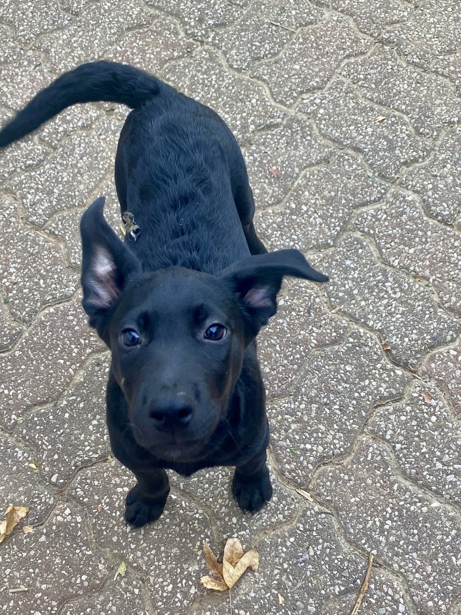 Mack, Labrador Retriever