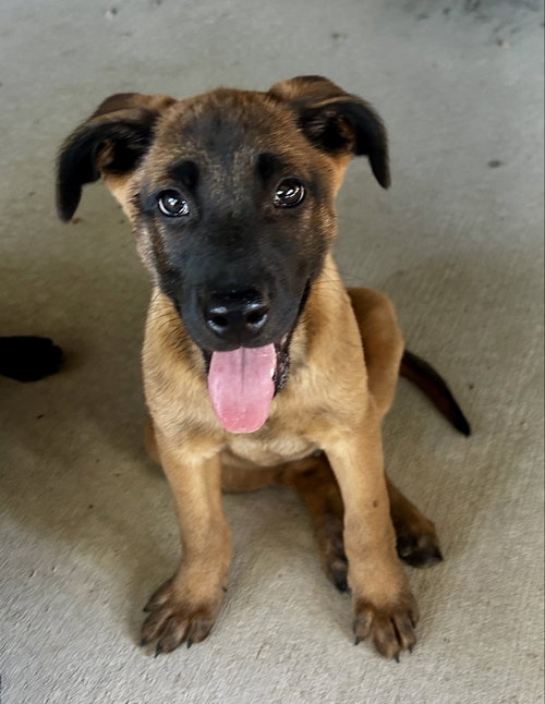 picture of the dog needing adoption