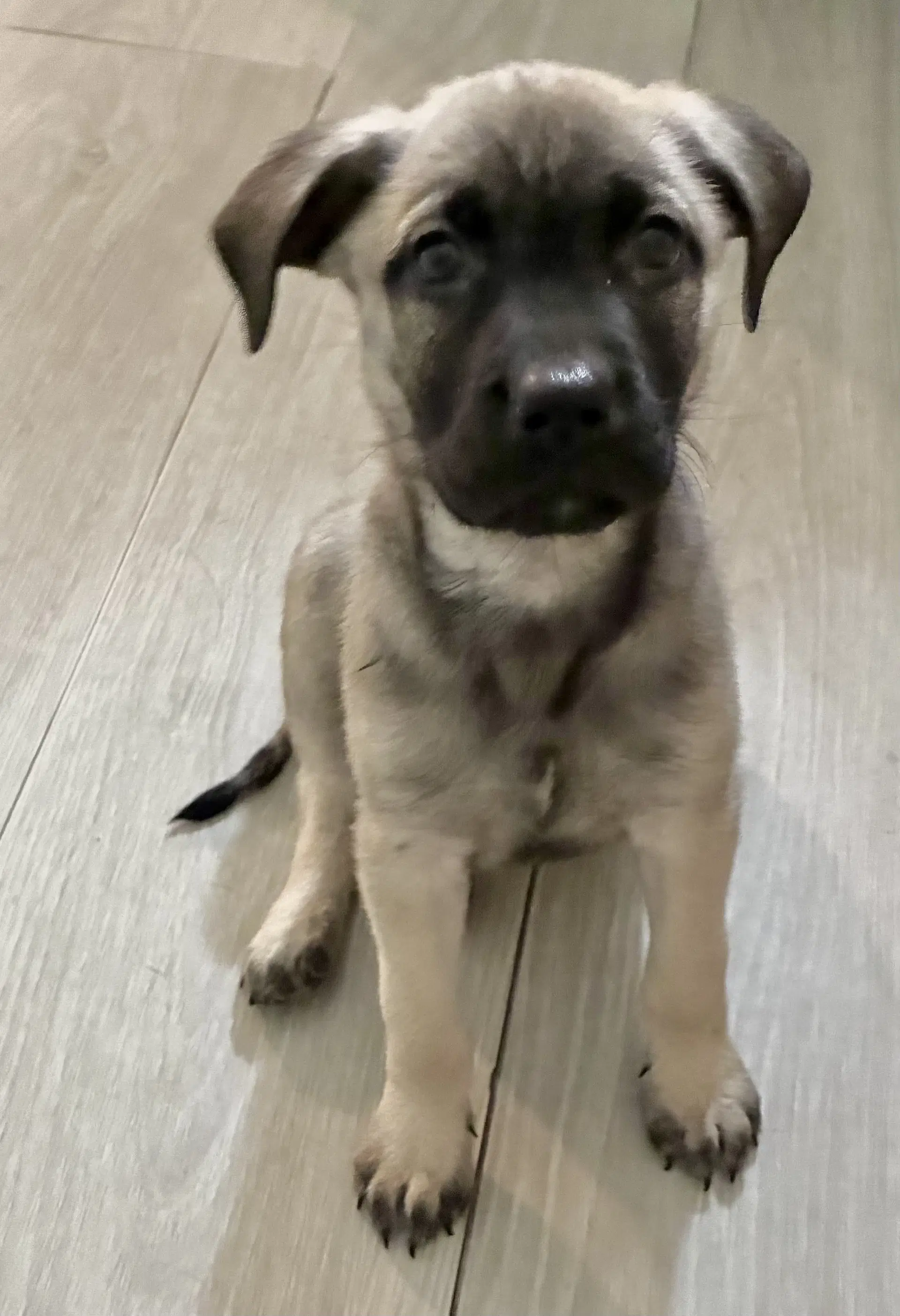 Olive - Black Mouth Cur