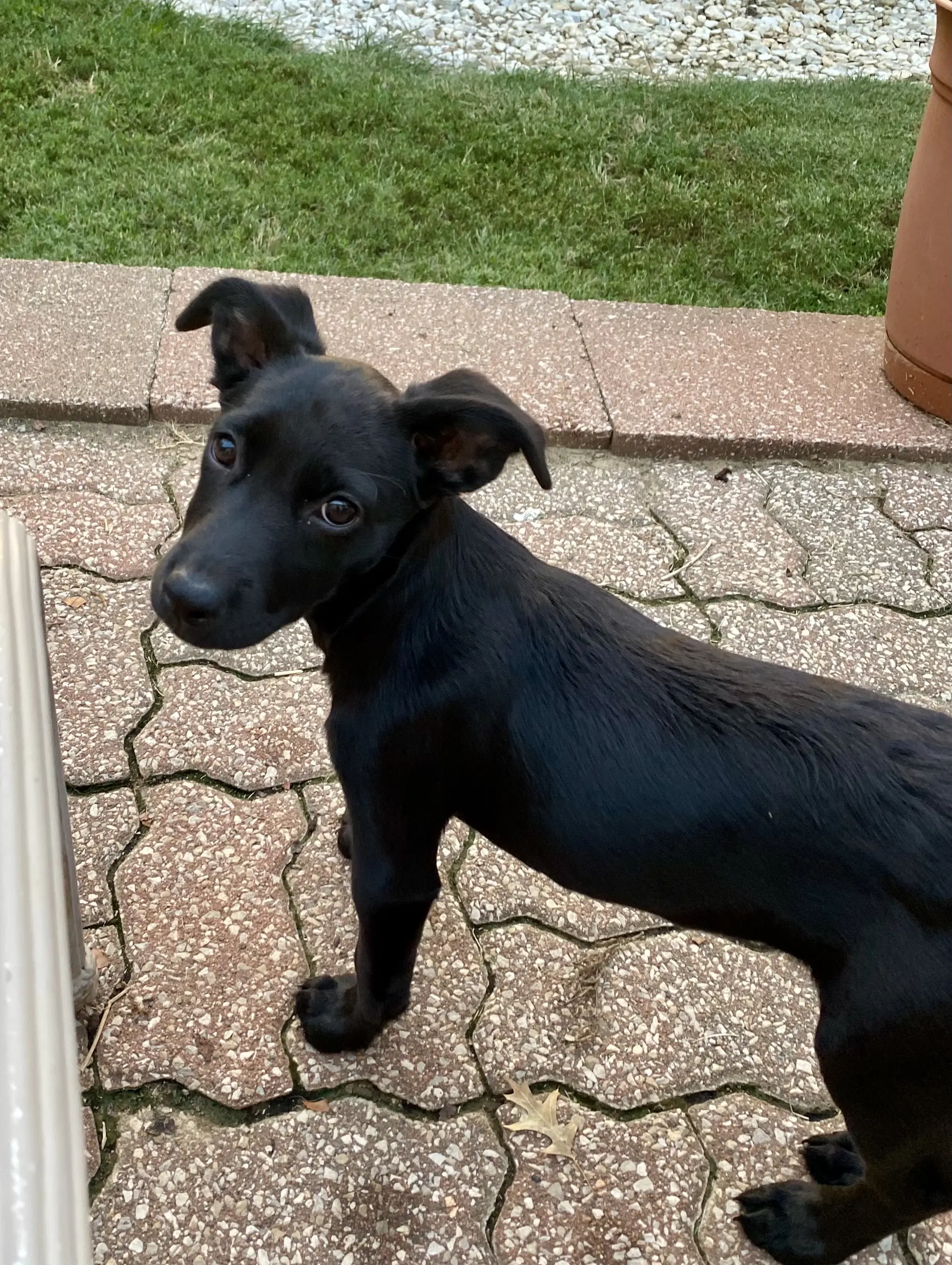 Cami - Labrador Retriever