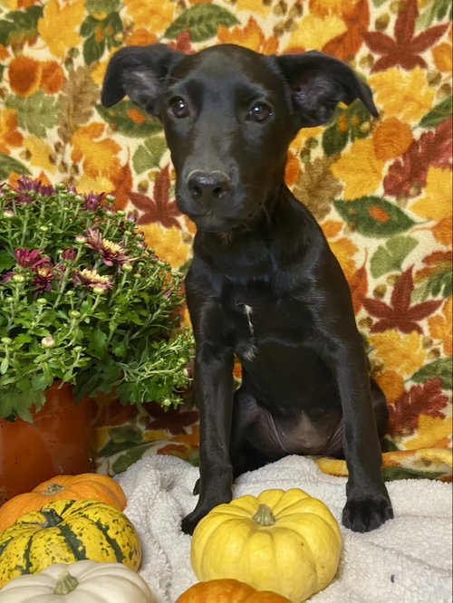 Cami, a dog for adoption from Advocates 4 Animals Pet Food Pantry