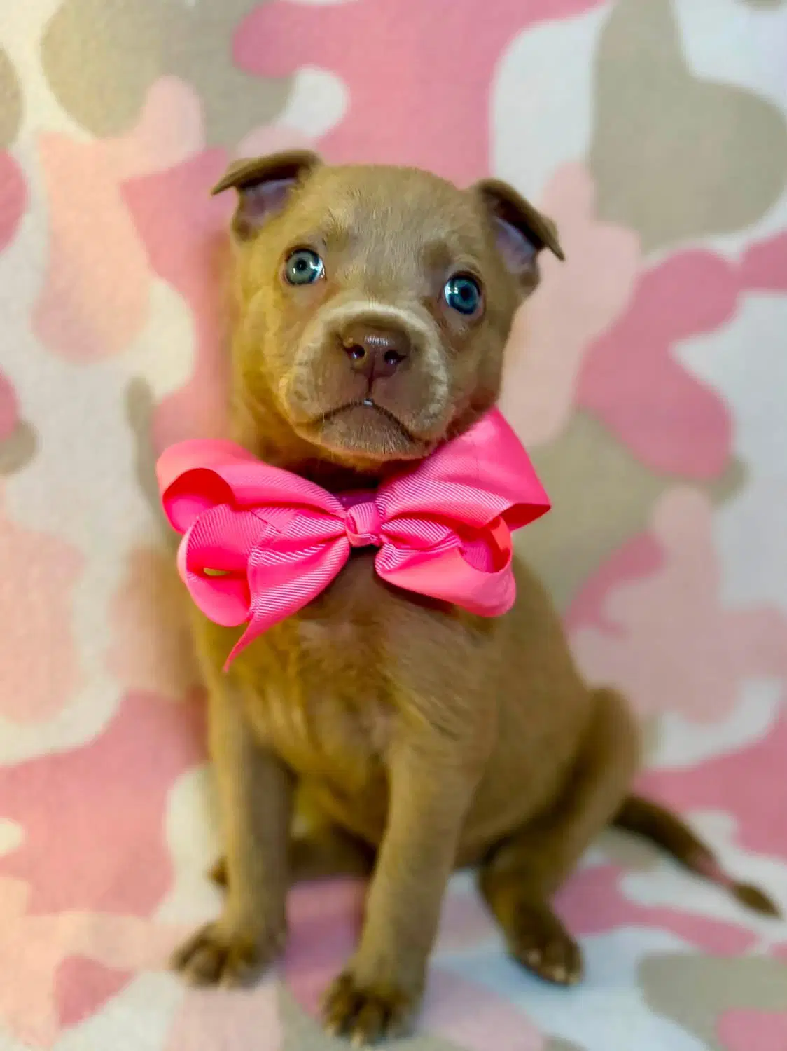 Petunia - Labrador Retriever