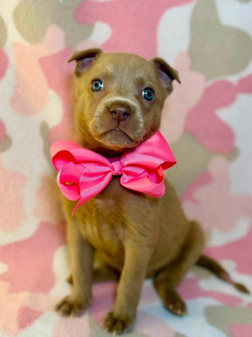 picture of the dog needing adoption