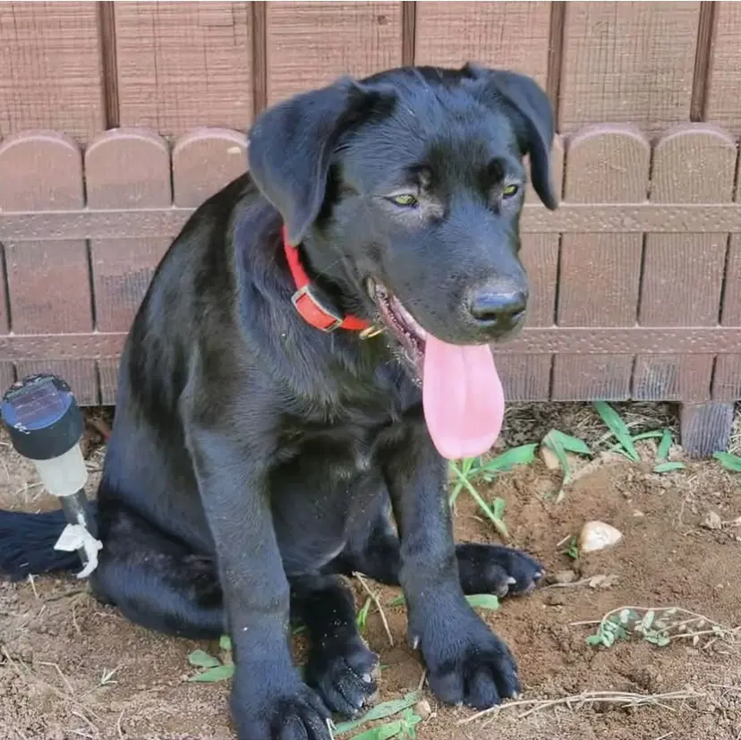 Ellie - Labrador Retriever