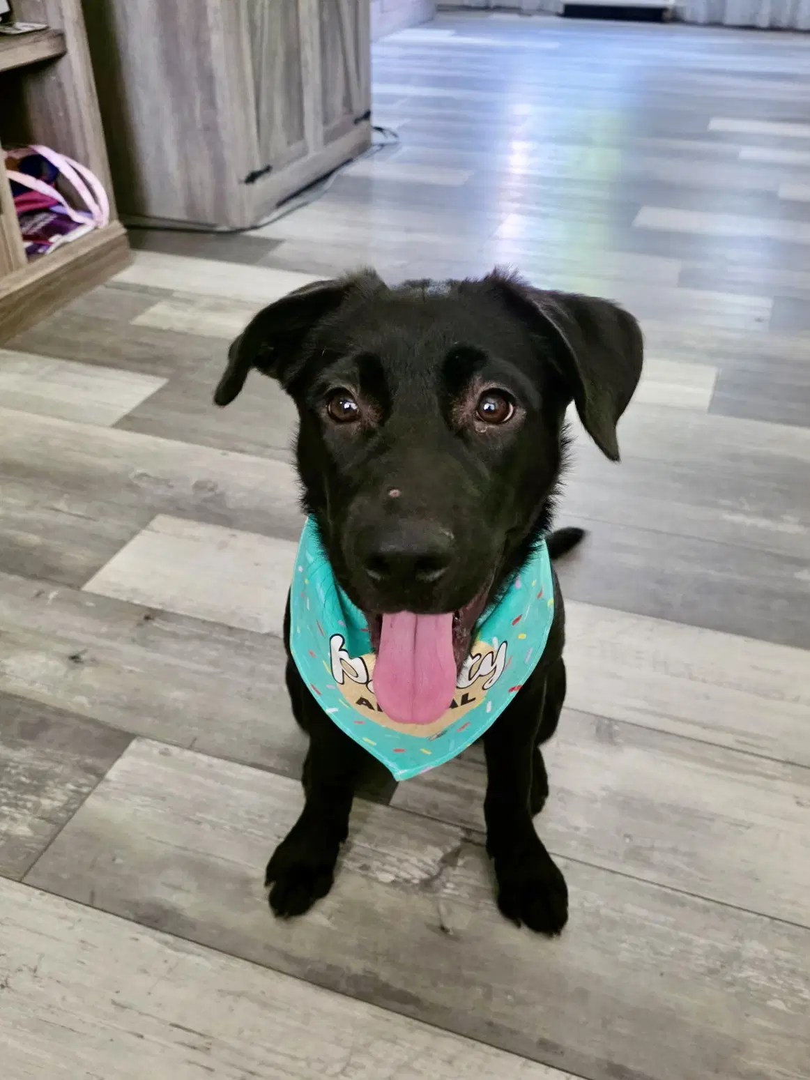 Ellie image 3