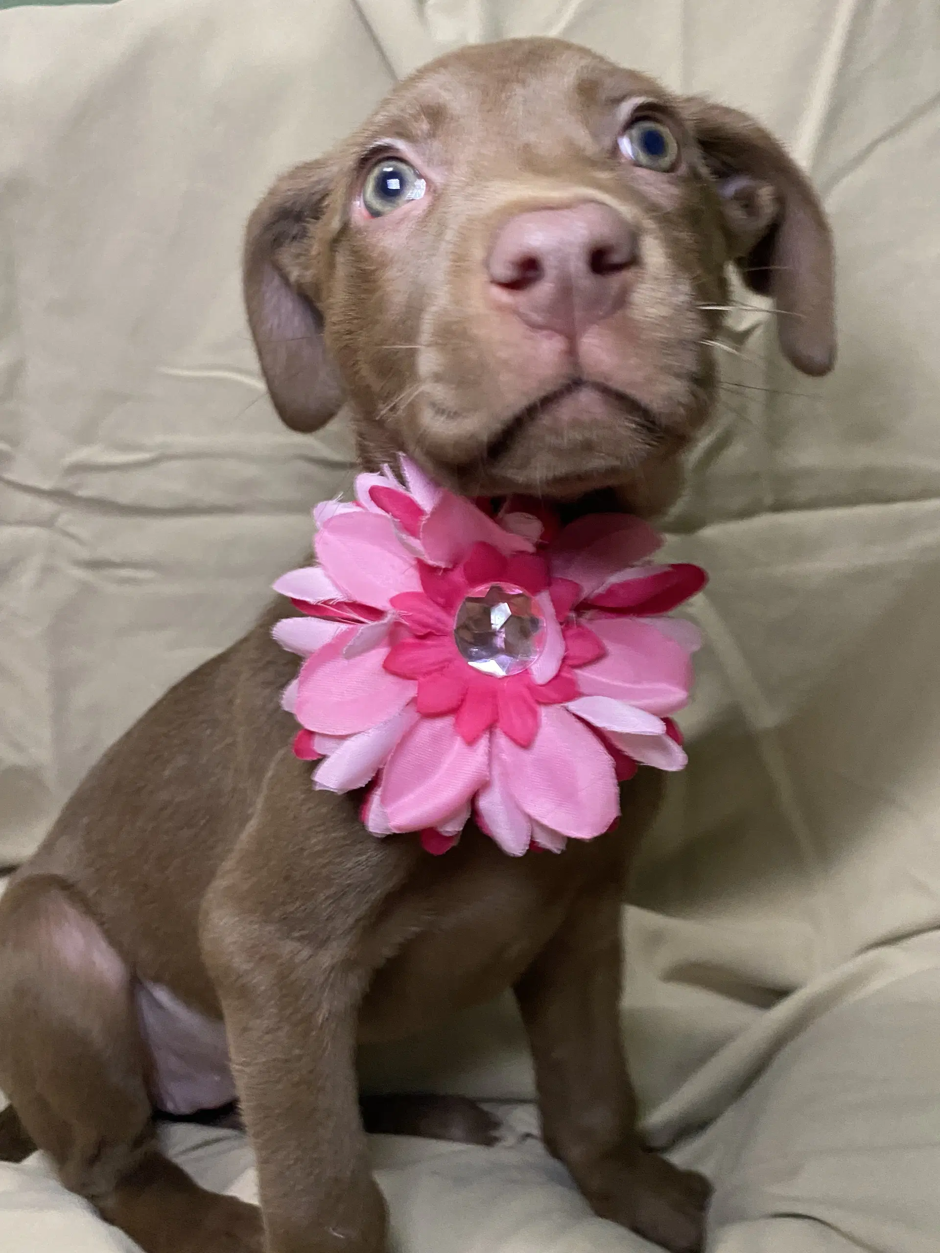 Brownie - Labrador Retriever