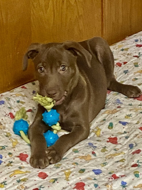 picture of the dog needing adoption
