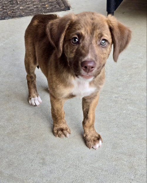 picture of the dog needing adoption