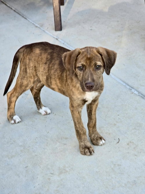 Photo 2 of Roo