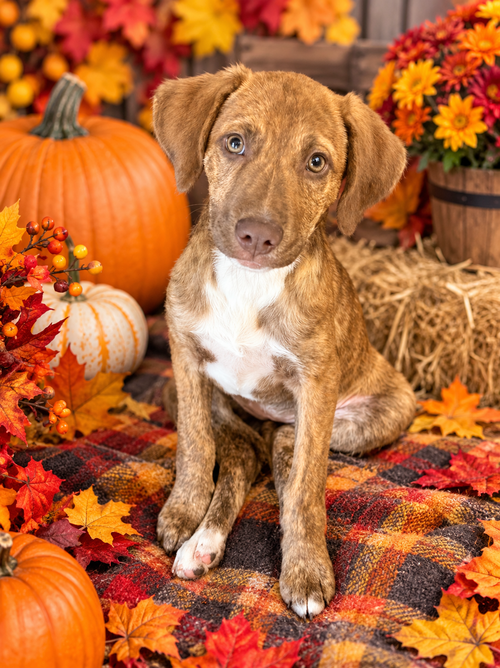 Roo, a dog for adoption from Advocates 4 Animals Pet Food Pantry
