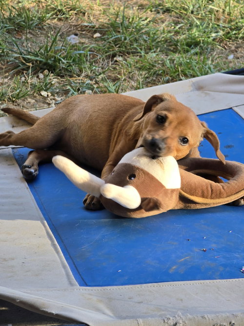 Photo 3 of Tigger