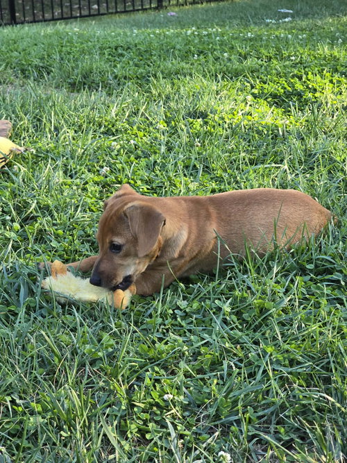 Photo 4 of Tigger