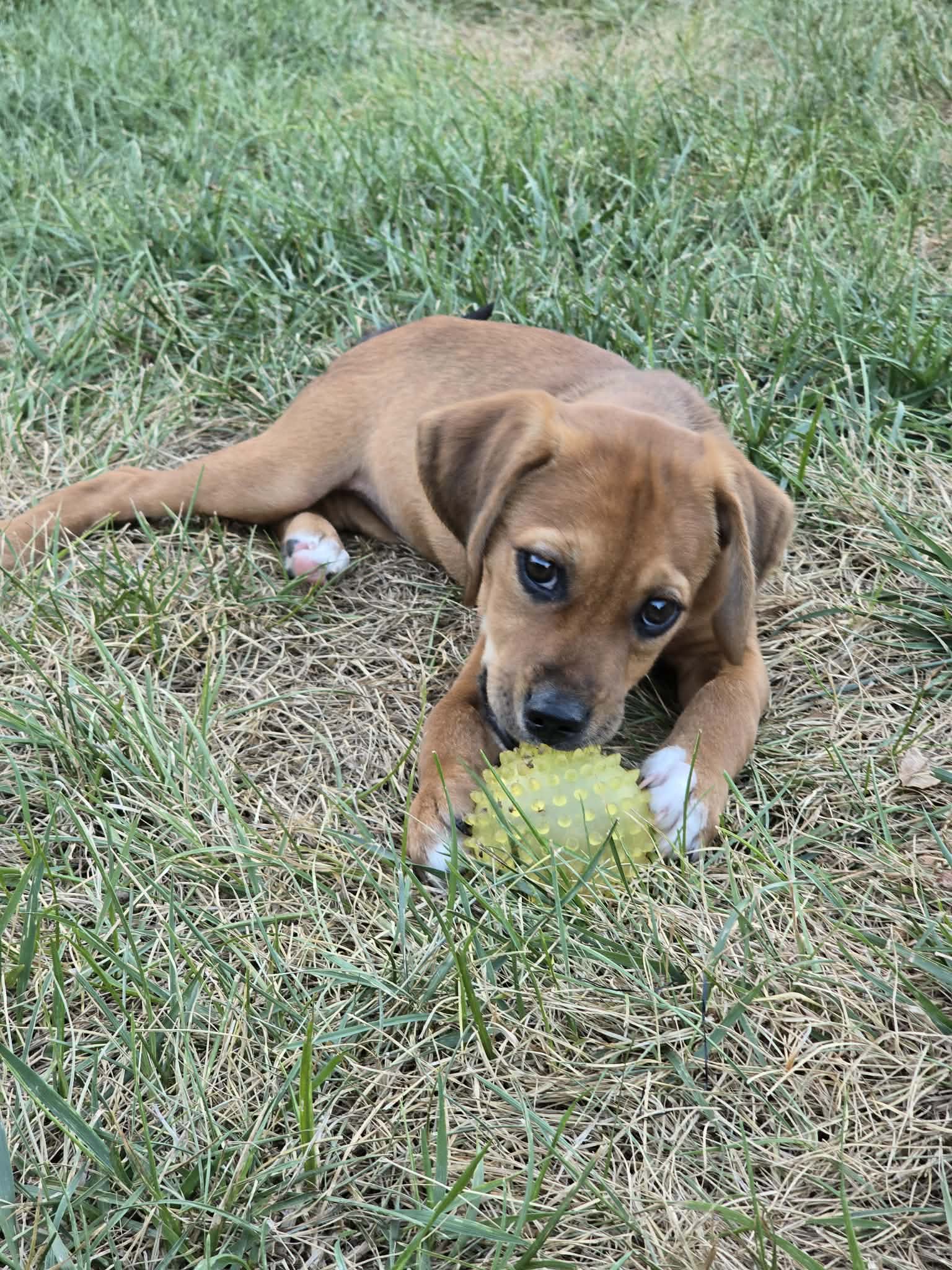 Winnie - Hound