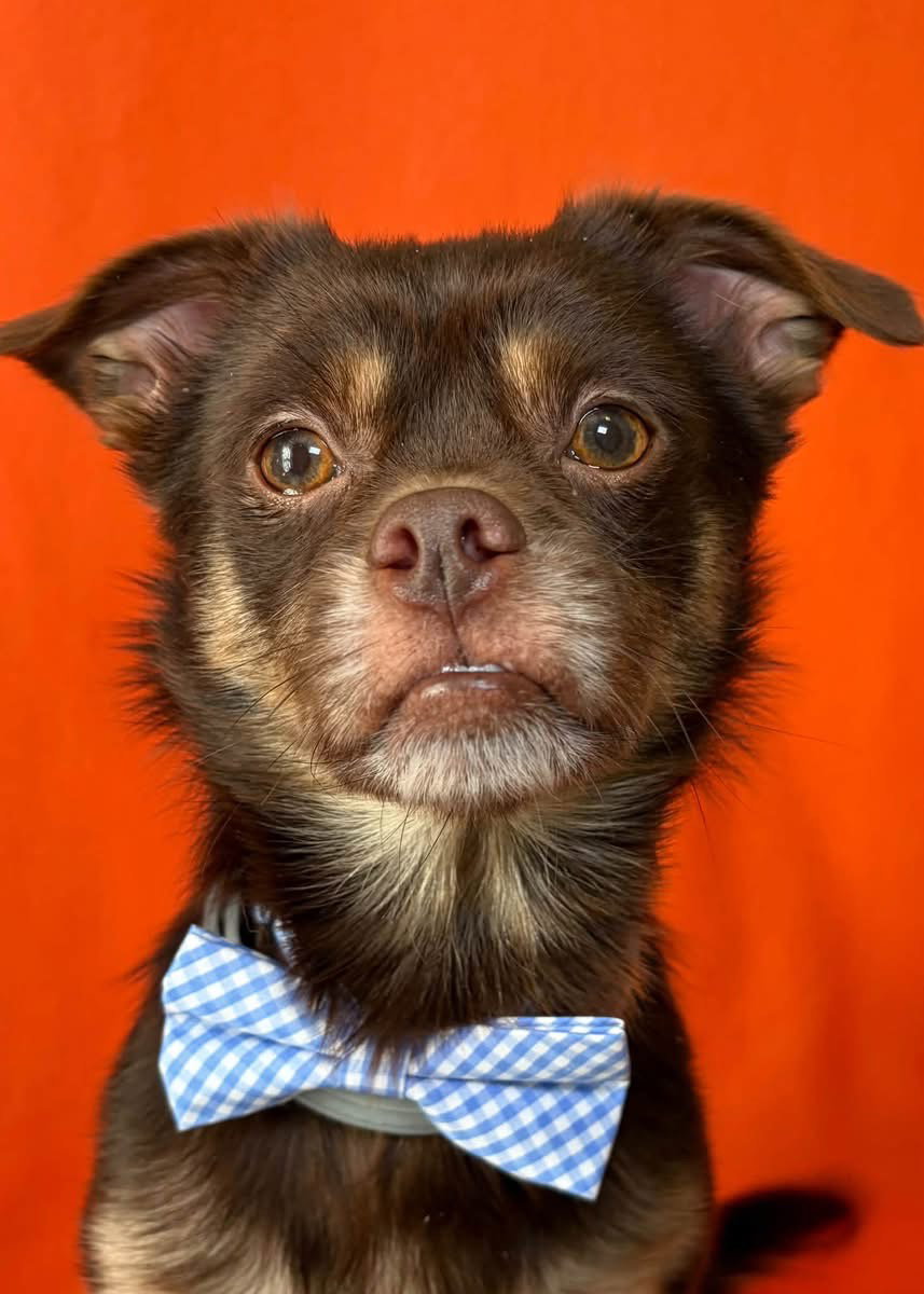 Copper, Chihuahua