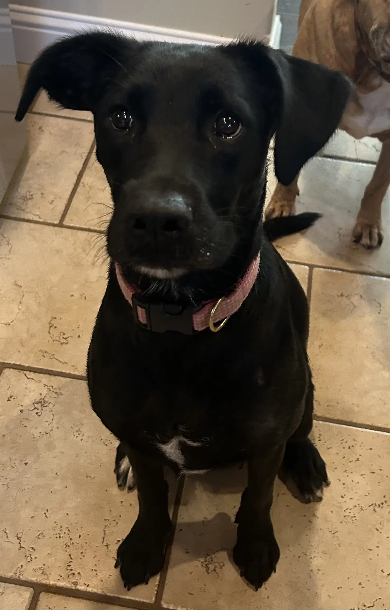 Bella M - Labrador Retriever