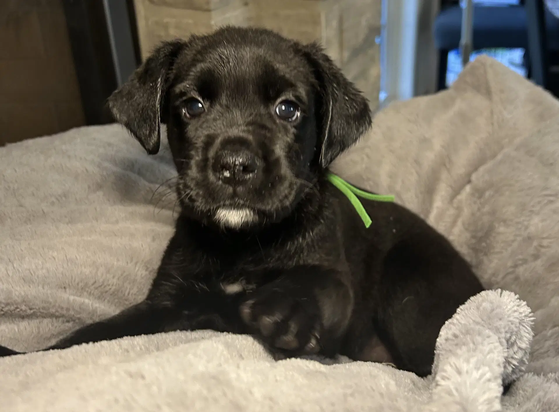 Tavi - Labrador Retriever