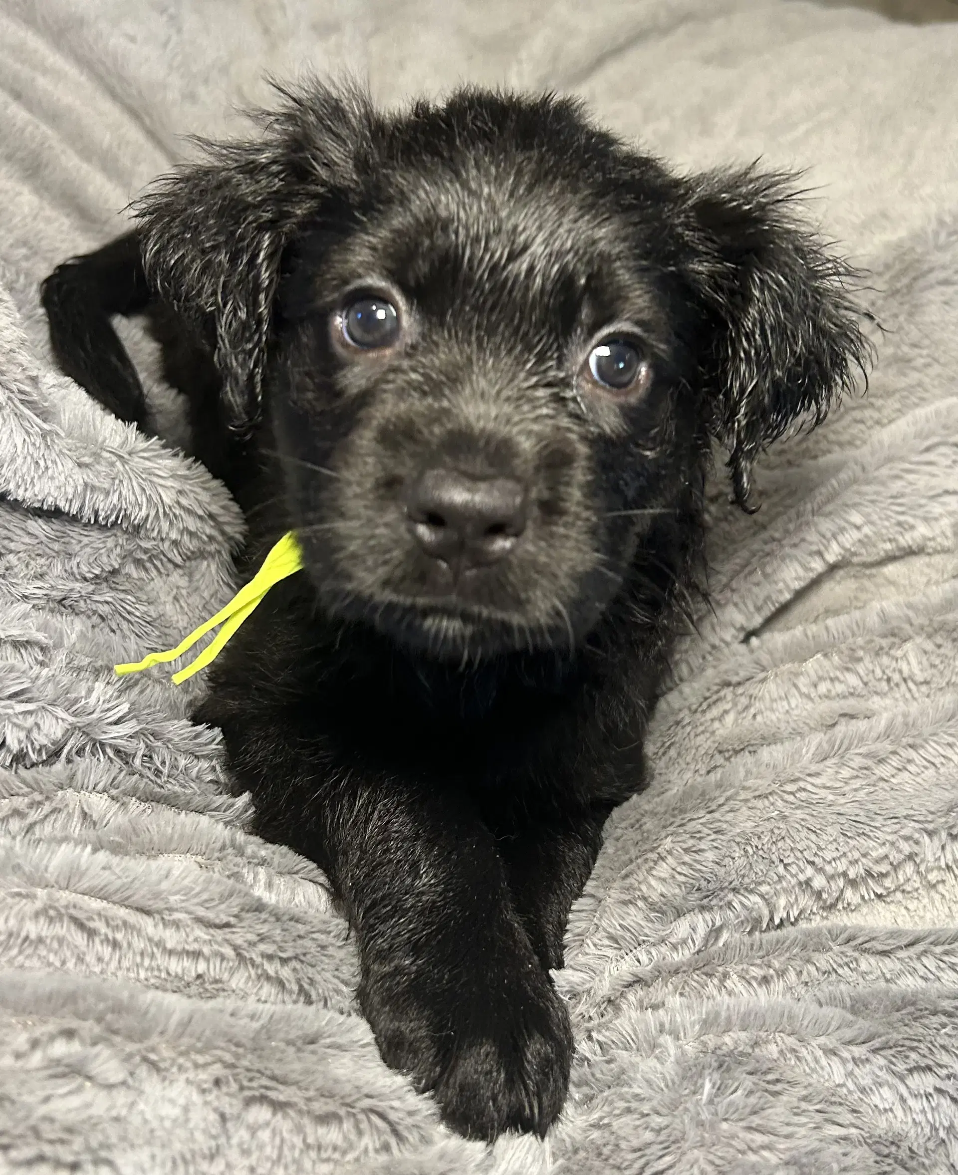 Lumi - Labrador Retriever