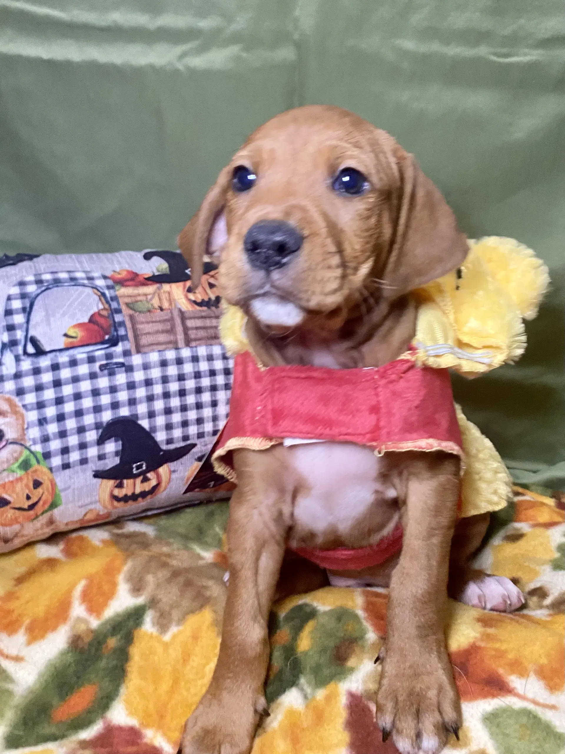 Cider - Hound