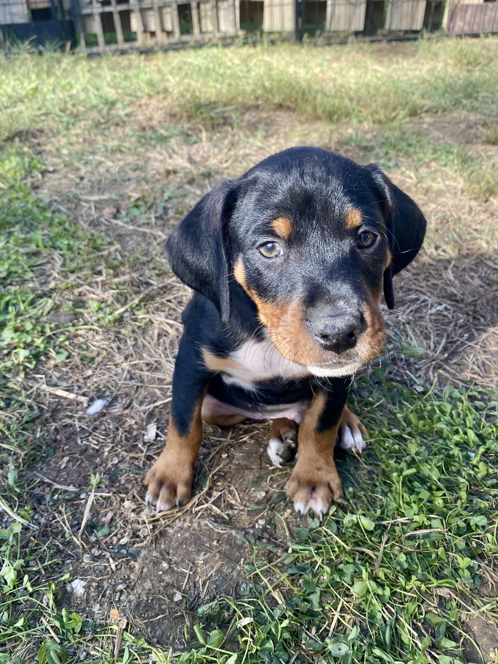 Rolo, photo 3