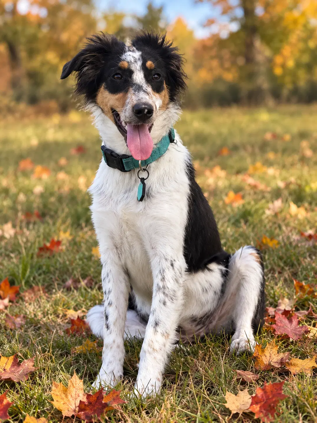 Millie - Australian Shepherd