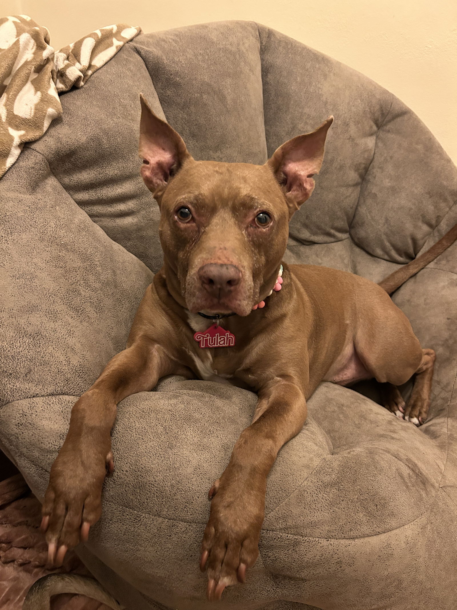 adoptable Dog in Gainesville, FL named Prince George
