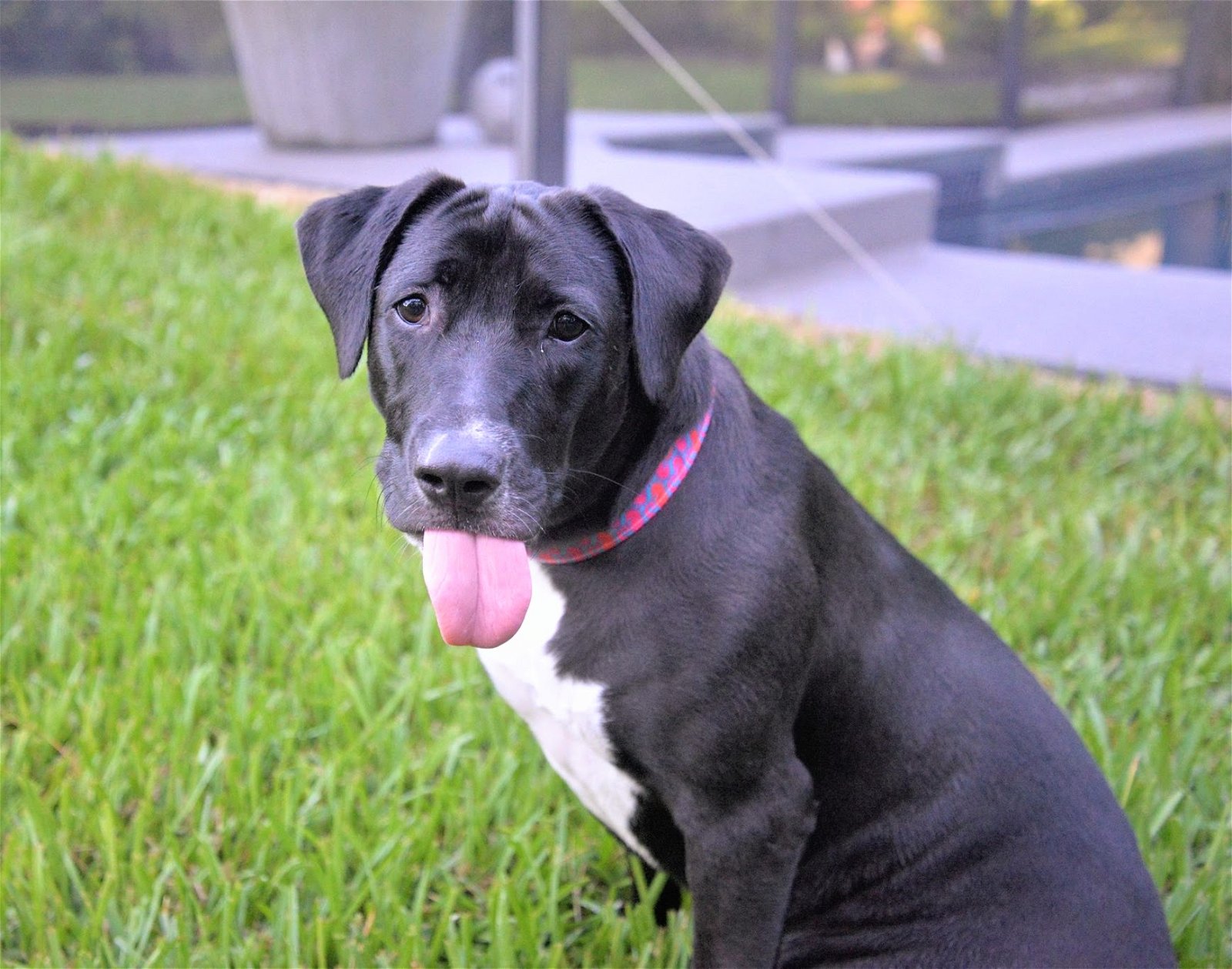 adoptable Dog in Gainesville, FL named Liesl
