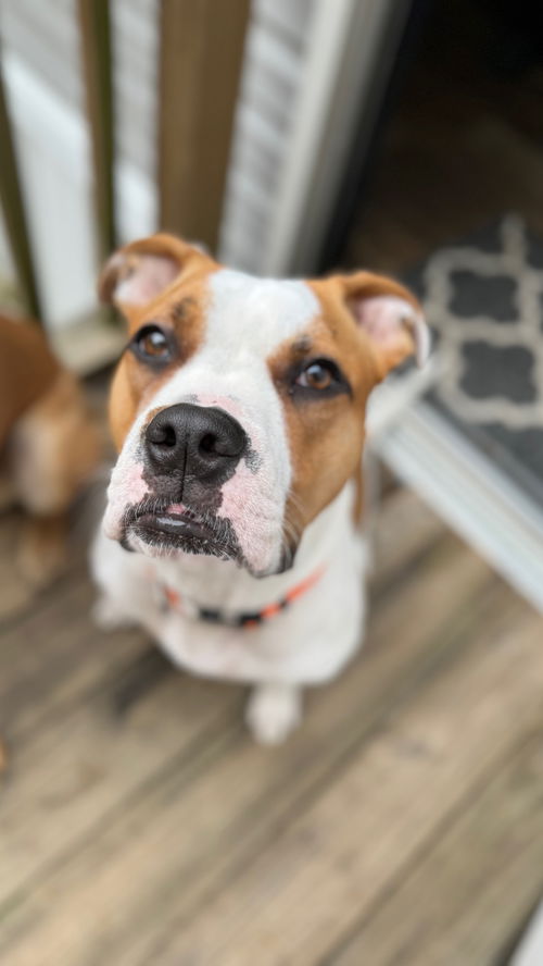 animal-image