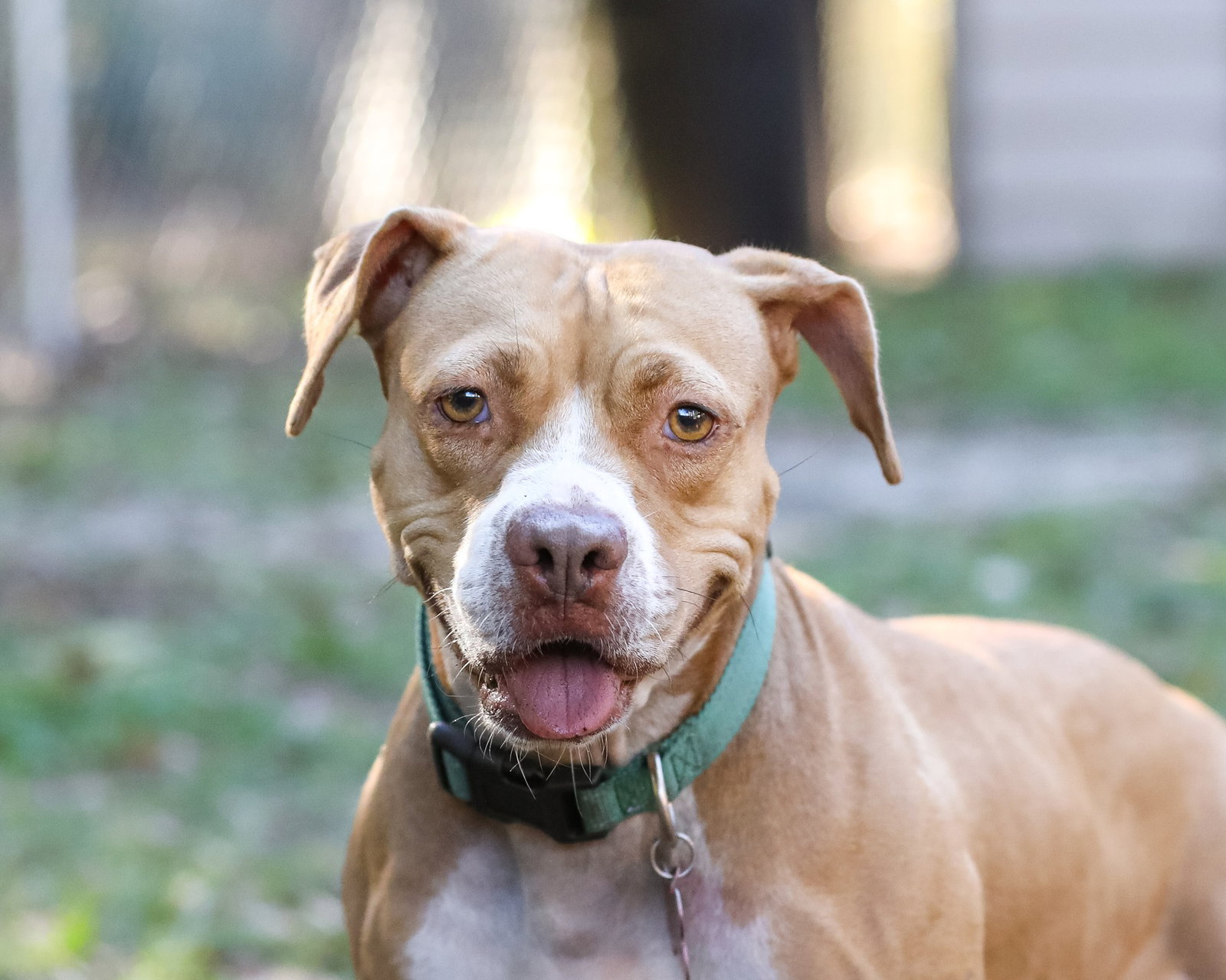 Dog for Adoption Viola of Cheese, a in Five Points, FL Alpha Paw