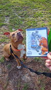 adoptable Dog in gainesville, FL named Chopper II