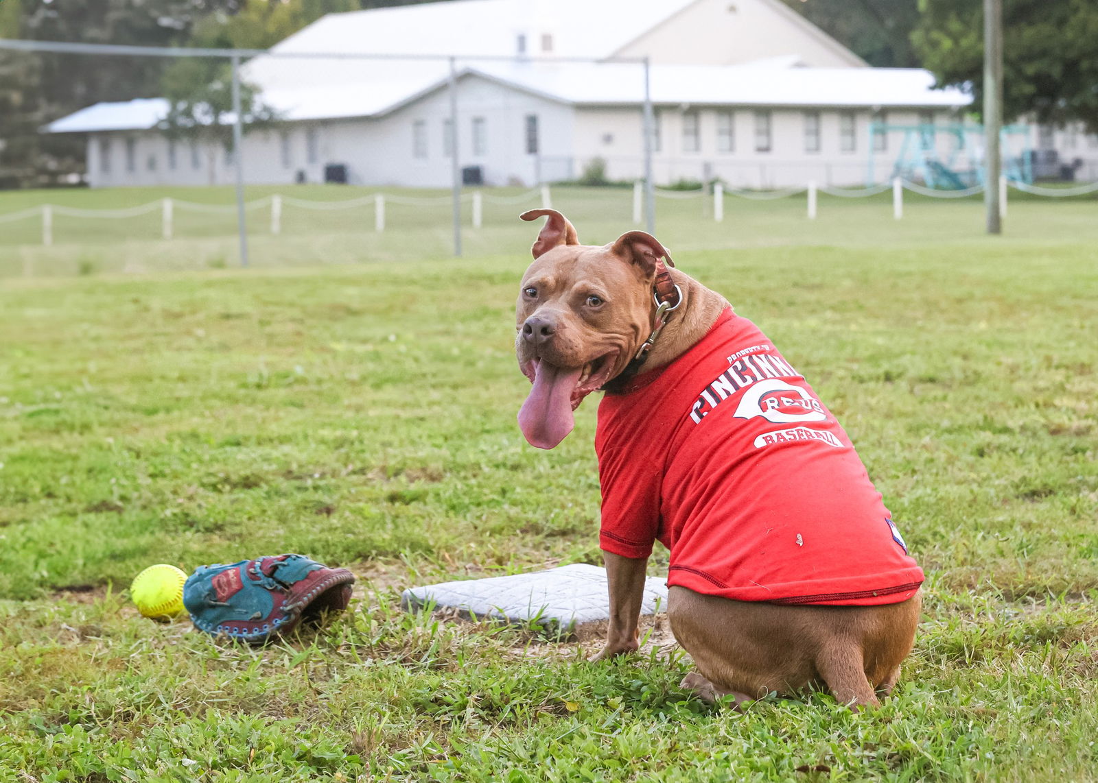 adoptable Dog in Gainesville, FL named Chopper II