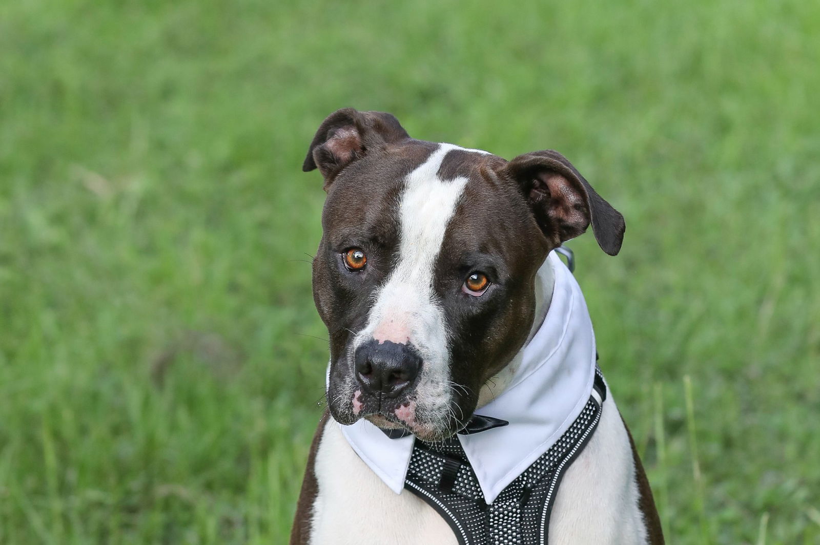 adoptable Dog in Gainesville, FL named Oscar