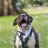adoptable Dog in gainesville, FL named Oscar