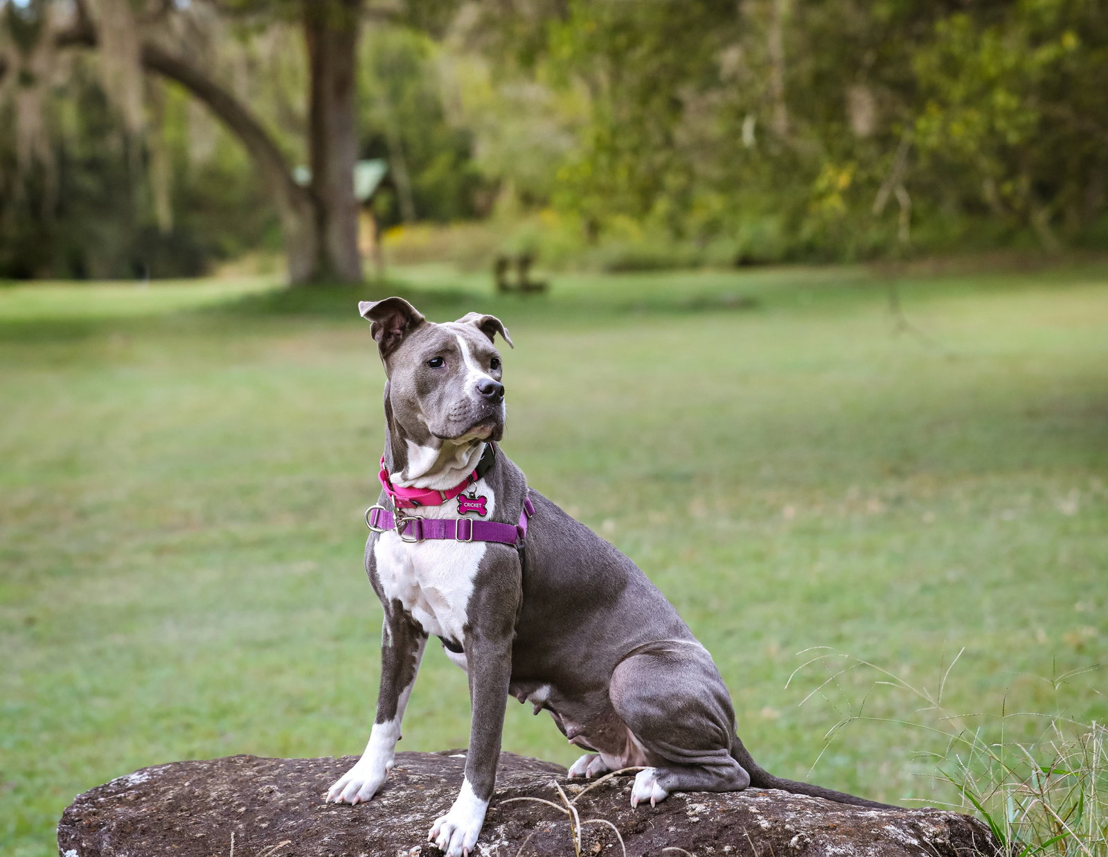 Dog for Adoption Cricket, a in Middleburg, FL Alpha Paw