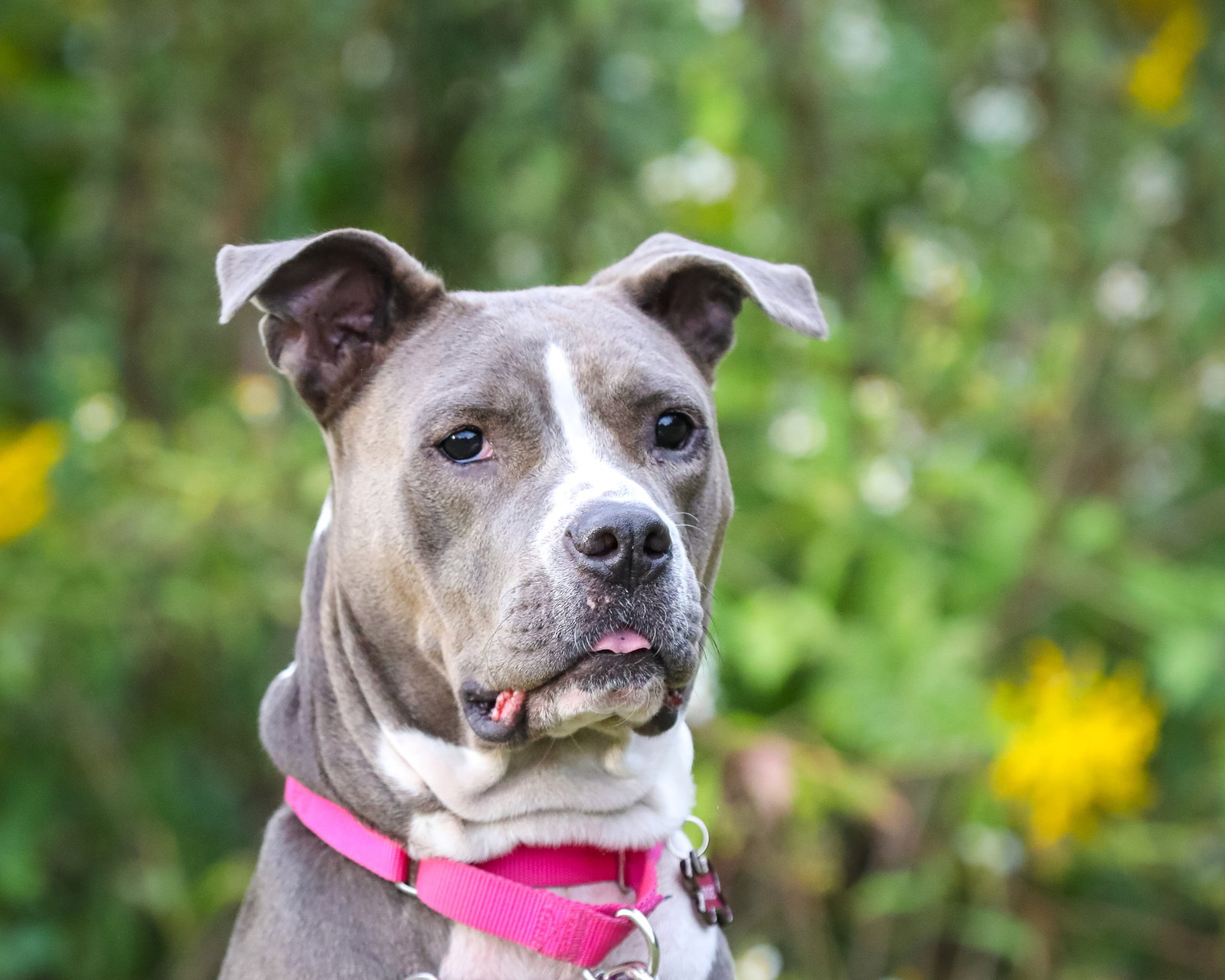 Dog for Adoption Cricket, a in Middleburg, FL Alpha Paw