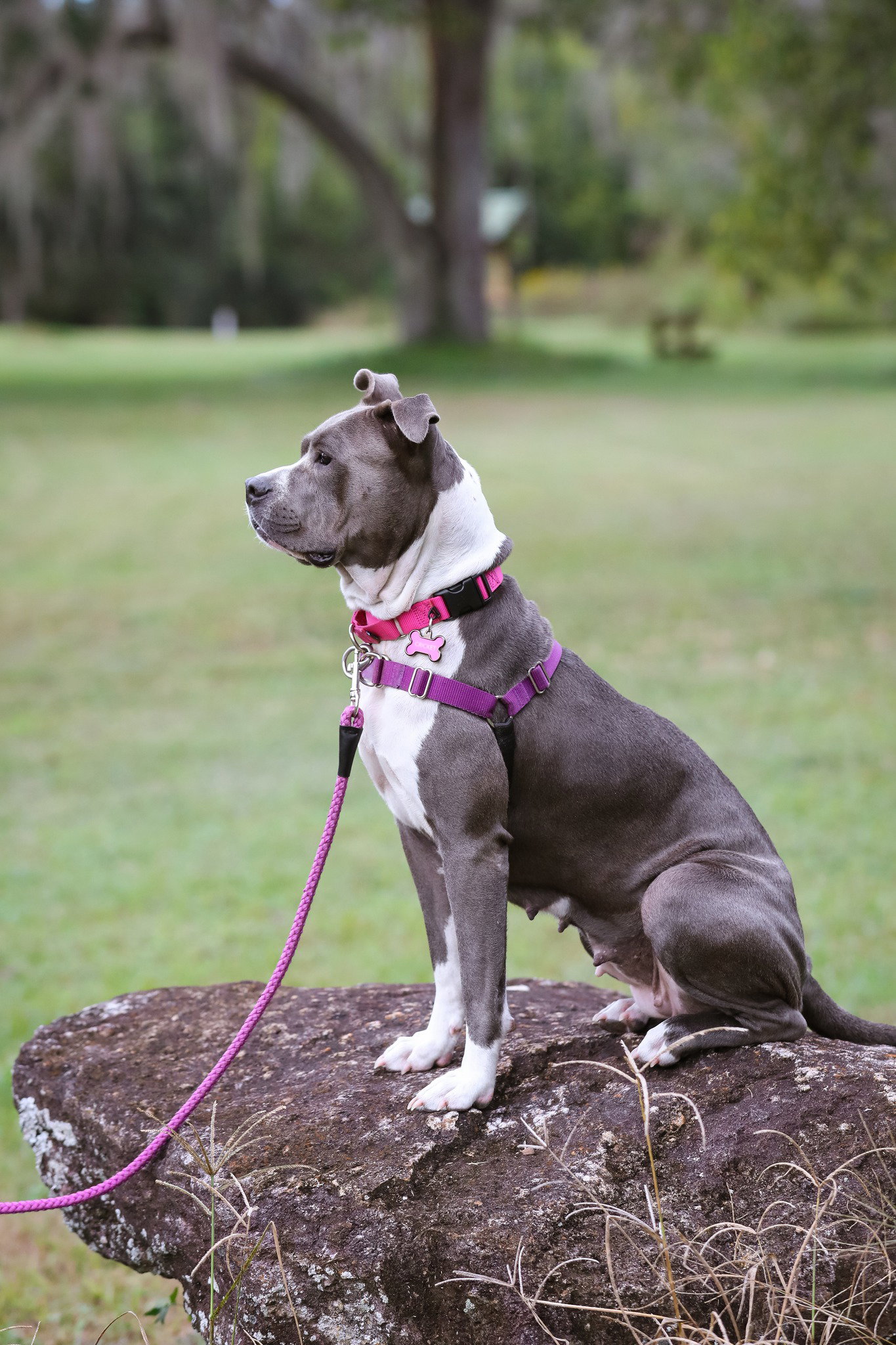 Dog for Adoption Cricket, a in Middleburg, FL Alpha Paw