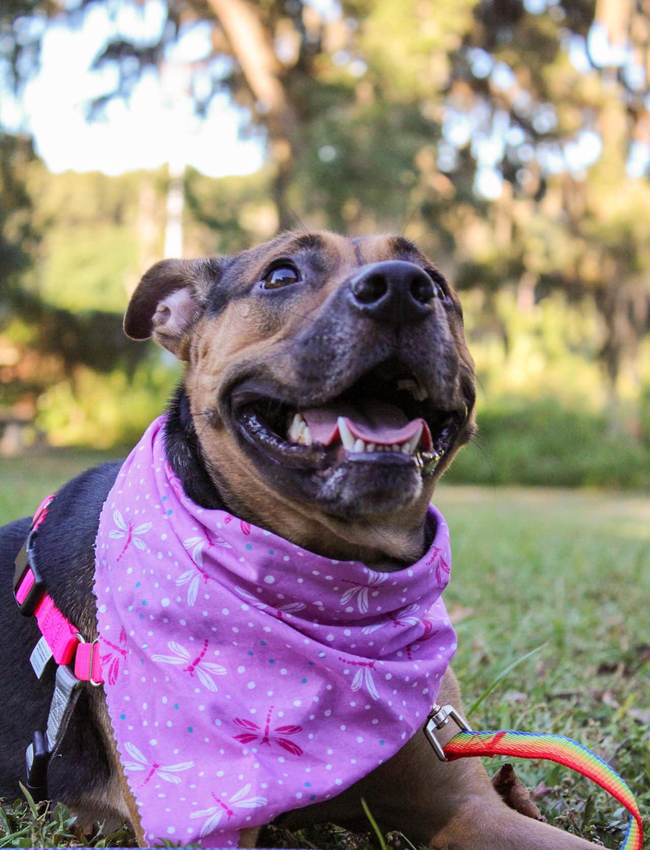 Dog For Adoption Korra A In Fleming Island FL Alpha Paw