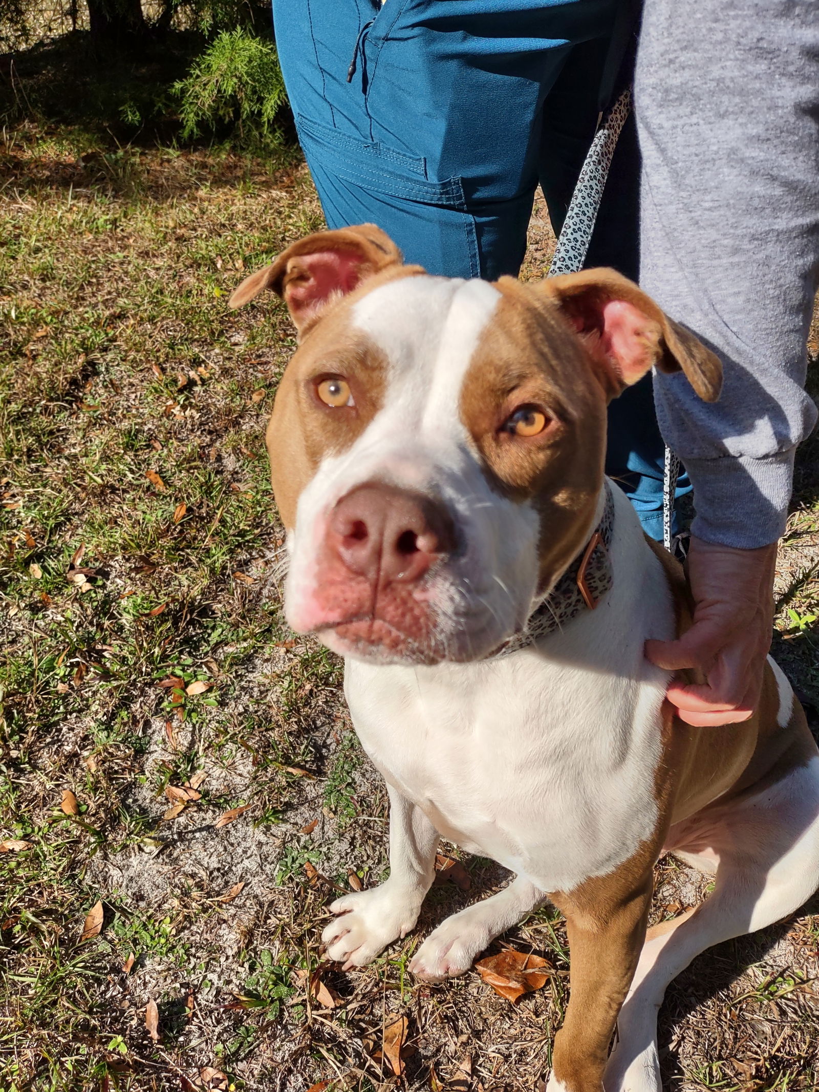 Dog For Adoption - Dolly, A In Palatka, Fl 