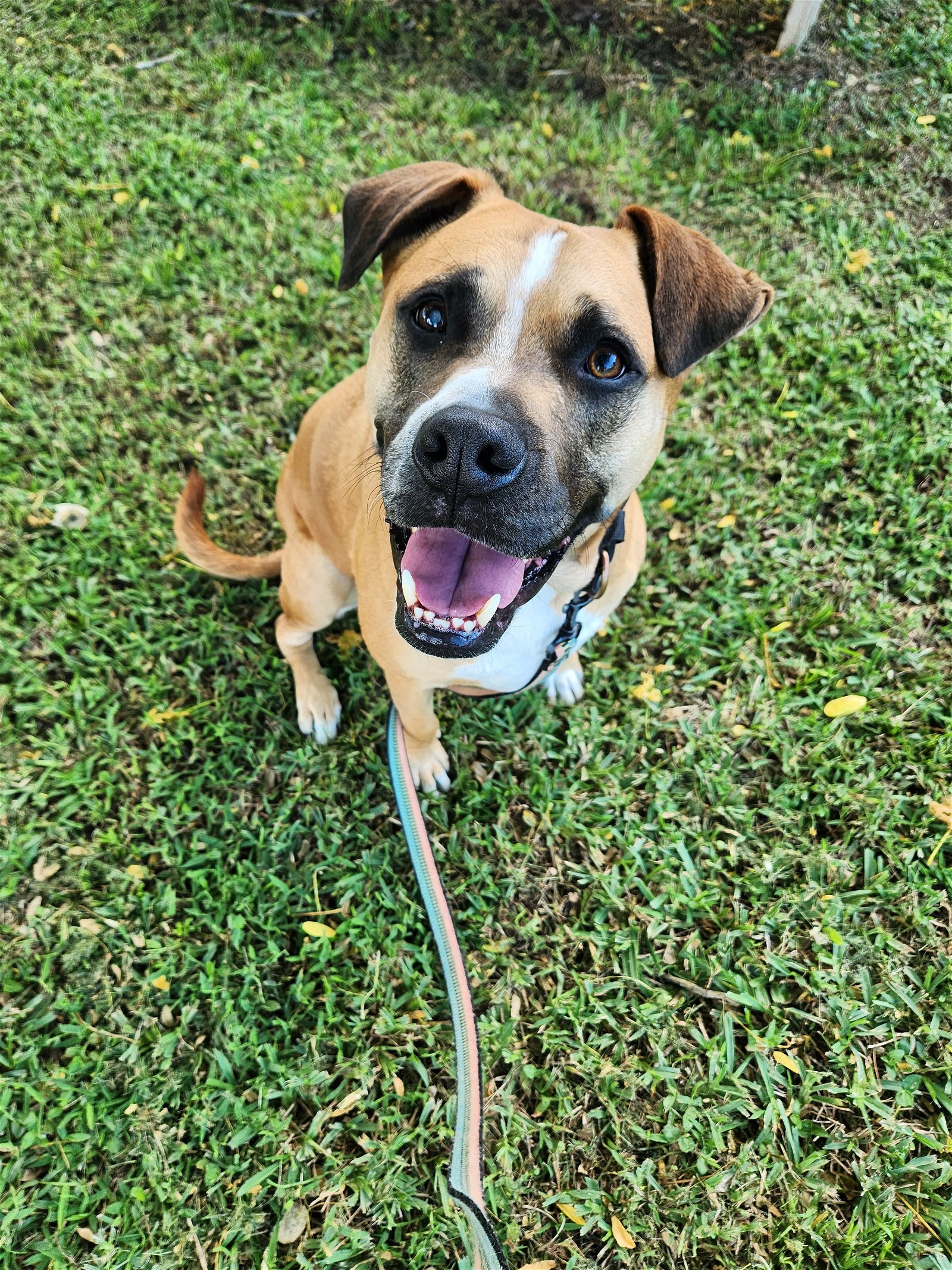 adoptable Dog in Gainesville, FL named Fernando