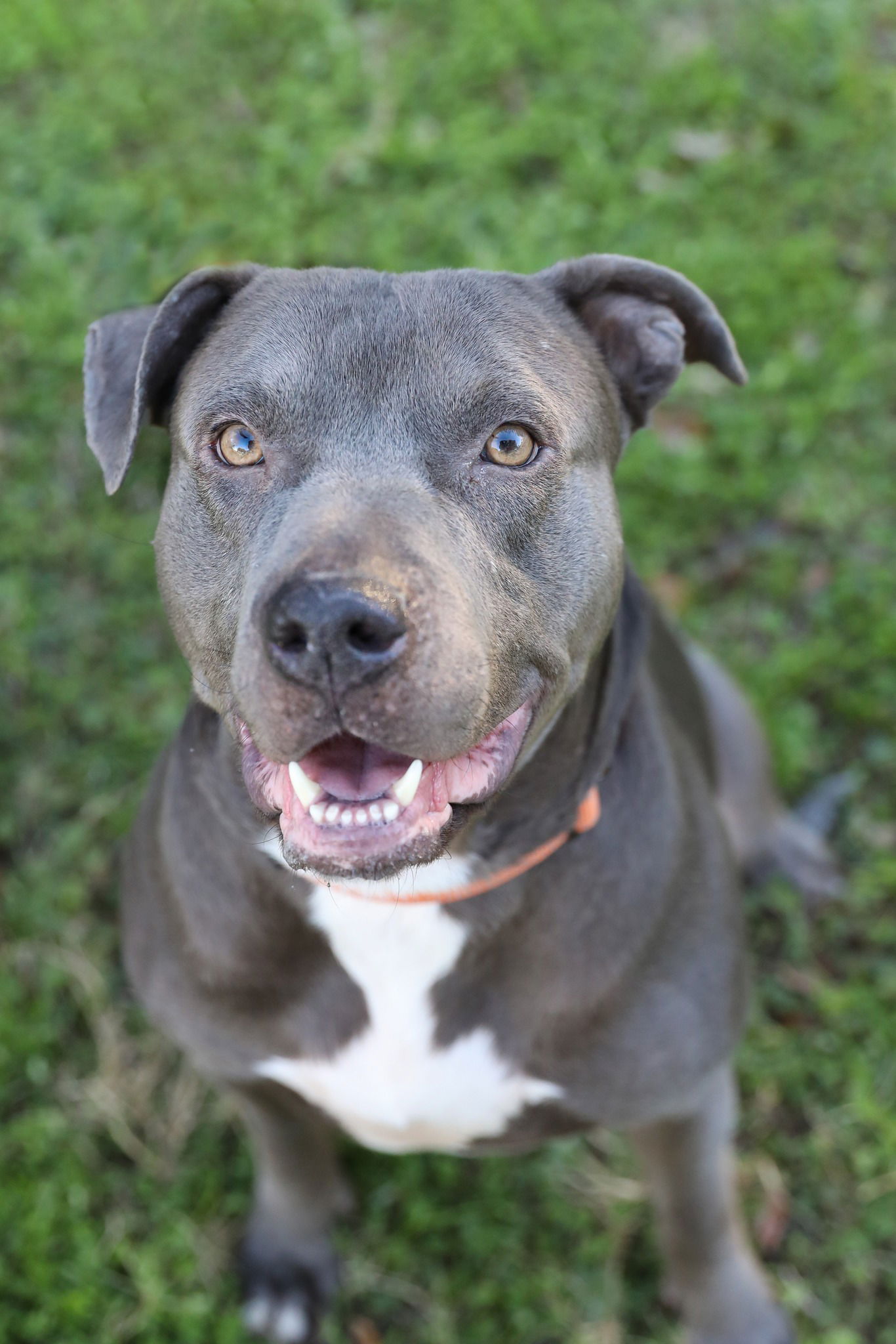 Dog for Adoption - Monty, a Labrador Retriever in Middleburg, FL ...