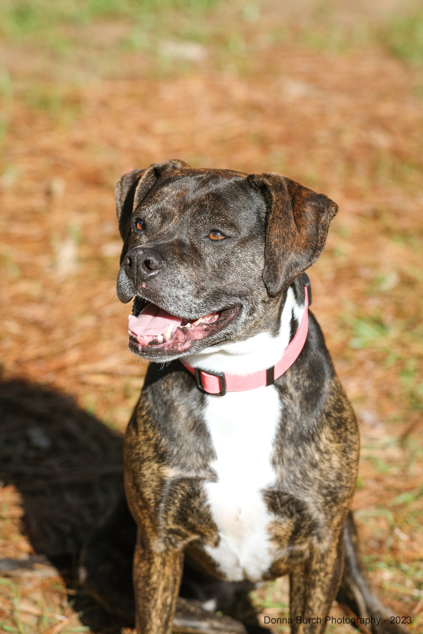 adoptable Dog in Gainesville, FL named Eve